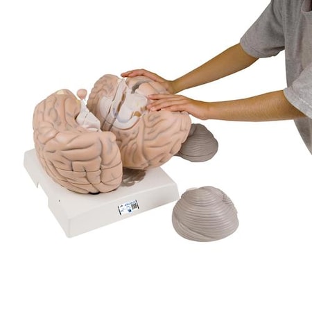 Giant Brain, 2.5 Times - W/ 3B Smart Anatomy